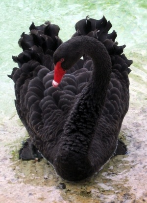Photo:  Black Swan
